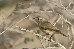 Images Dated 29th January 2013: Print of Plain-leaf Warbler (Phylloscopus neglectus) in Oman