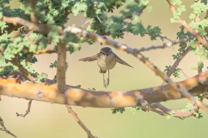 Middle East Wildlife Prints: Plain Leaf Warbler, Phylloscopus neglectus