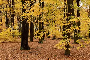 European Nature Views Prints: Planken Wambuis