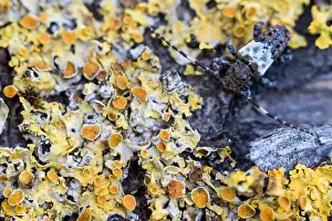 Longhorn Beetle Species Prints: Pogonocherus hispidulus