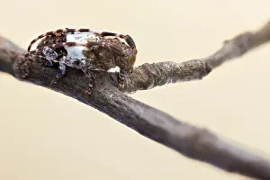 Longhorn Beetle Species Prints: Pogonocherus hispidulus