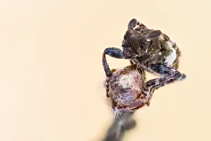Longhorn Beetle Species Prints: Pogonocherus hispidulus
