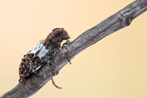 Longhorn Beetle Species Prints: Pogonocherus hispidulus