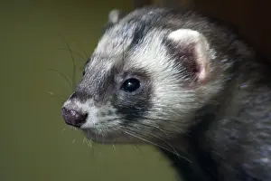 Outdoor Animal Portraits Prints: Polecat, Mustela putorius