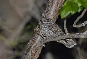 Central America Fauna Prints: Least Poorwill, Siphonorhis brewsteri