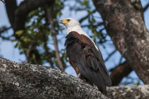 African Fish Eagle Prints: Portrait of an African fish eagle