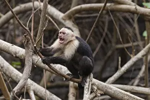 Latin America Mammals Prints: Portrait of an aggressive white-faced capuchin monkey