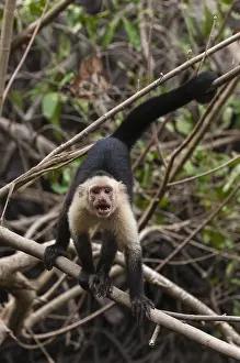 Central America Primates Prints: Portrait of an aggressive white-faced capuchin monkey