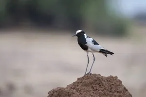 Botswana Wildlife Images Prints: Portrait of a blacksmith lapwing or blacksmith plover