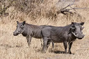 Chobe National Park Botswana Prints: Portrait of a pair of warthogs