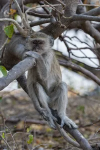 Chobe National Park Botswana Prints: Portrait of a vervet monkey, Cercopithecus aethiops