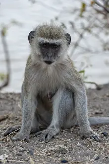 Botswana Animal Photography Prints: Portrait of a vervet monkey, Cercopithecus aethiops