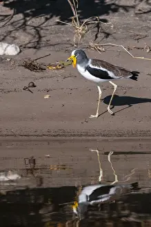 Chobe National Park Wildlife Prints: Portrait of white-crowned lapwing