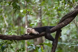 Central America Primates Prints: Portrait of a white-faced capuchin monkey