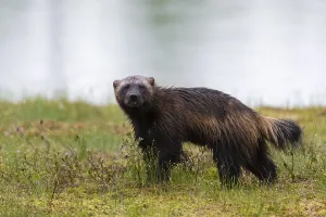 Summer Nature Photography Europe Prints: Portrait of a wolverine, Gulo gulo