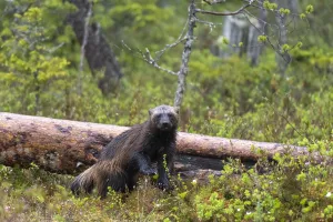 Finland Wildlife Images Prints: Portrait of a wolverine, Gulo gulo