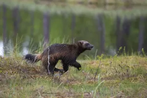 Finland Wildlife Images Prints: Portrait of a wolverine, Gulo gulo