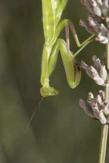 European Praying Mantis Prints: Praying Mantis, Mantis religiosa