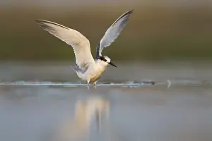 Presumed Saunder's Tern, Sternula saundersi