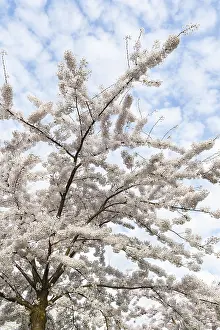 Europe Spring Flowers Prints: Prunes tree in blossom