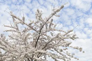 Prunus Tree In Bloom Prints: Prunes tree in blossom