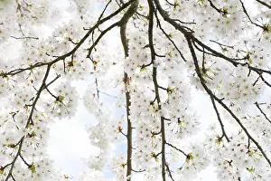 Prunus Tree In Bloom Prints: Prunes tree in blossom