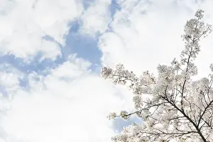 Cloudy Blue Sky Europe Prints: Prunes tree in blossom