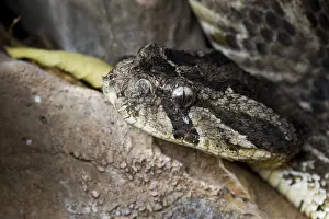 Poisonous Snake Prints: Puff Adder, Bitis arietans