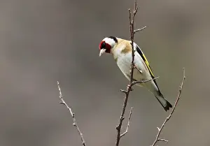 Carduelis Carduelis Prints: Putter