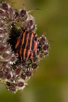 Framed Print : Pyjamawants Striped Shield Bug Print Framed Print : Pyjamawants Striped Shield Bug Print