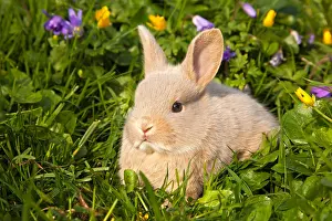 Young Bunny Prints: Rabbit, Bunny