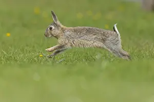 Oryctolagus Cuniculus Species Prints: Rabbit, Oryctolagus cuniculus