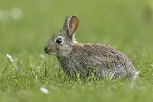 Oryctolagus Cuniculus Prints: Rabbit, Oryctolagus cuniculus