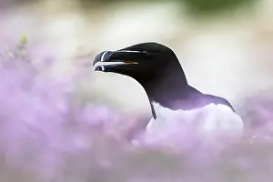 Razorbill Bird Prints: Razorbill