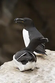 Razorbill Bird Prints: Razorbill