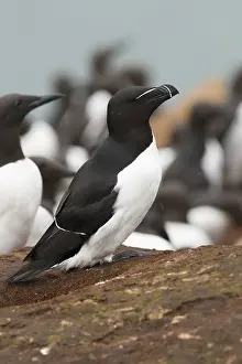 Razorbill Bird Prints: Razorbill