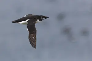 Razorbill Bird Prints: Razorbill