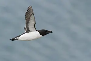 Razorbill Bird Prints: Razorbill