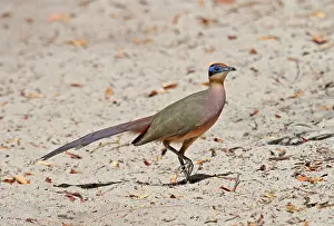 Wild Animal In Nature Prints: Red-capped coua, Coua ruficeps