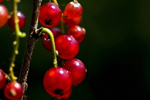 Spring Garden Flowers Prints: Red currant; Ribes rubrum