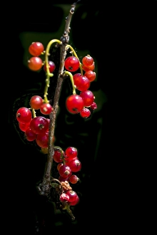Springtime Garden Flowers Prints: Red currant; Ribes rubrum