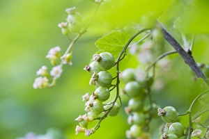 Red Currant Prints: Red currant; Ribes rubrum