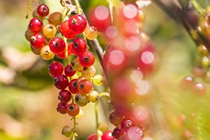 Springtime Vegetation Prints: Red currant; Ribes rubrum