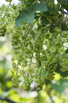 Forest Plant Life Prints: Red currant; Ribes rubrum