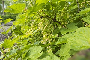 Springtime Garden Blooms Prints: Red currant; Ribes rubrum