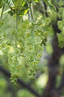 Springtime Garden Blooms Prints: Red currant; Ribes rubrum