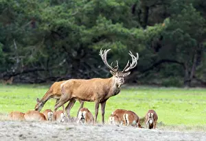European Red Deer Prints: Red Deer, Cervus elaphus