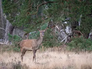 European Red Deer Prints: Red, Deer; Cervus elaphus