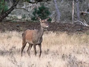 European Red Deer Prints: Red, Deer; Cervus elaphus
