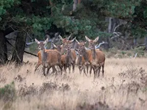 European Red Deer Prints: Red, Deer; Cervus elaphus